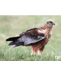 گونه سنقر تالابی Western Marsh Harrier